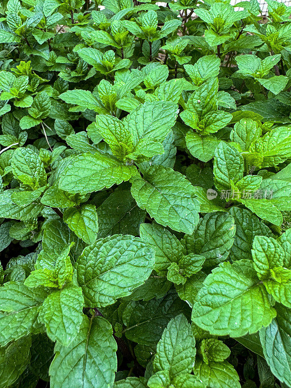 入侵苹果薄荷(Mentha suaveolens)的芽和叶生长在草本蔬菜花园的全帧图像，重点在前景，高架视图